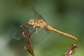 Sympetrum meridionale imm male-5522